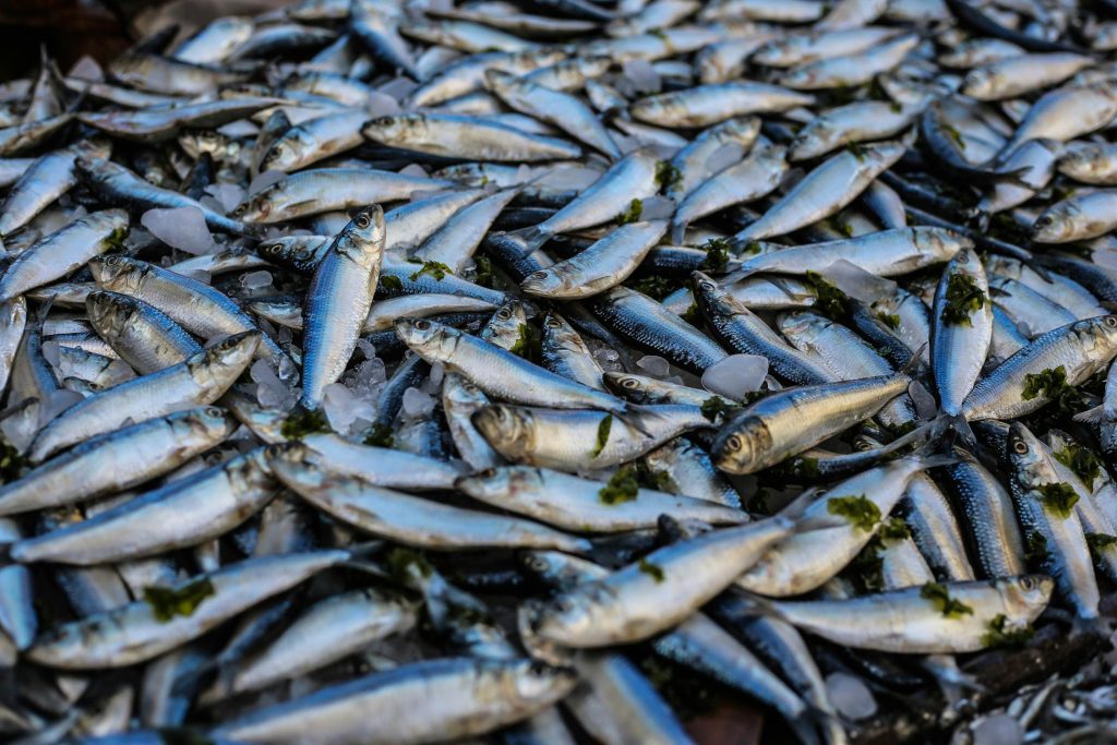 Skal du spise mere fisk? Ja – og her er hvordan du vælger den rigtige